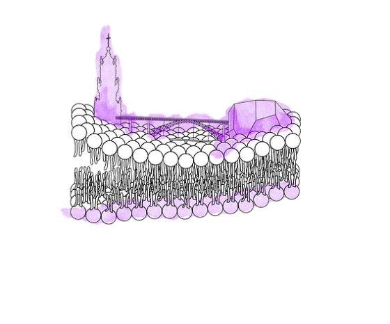 Summer Course | Membrane Biophysics: Impact of Lipids on Health, Disease and Therapy